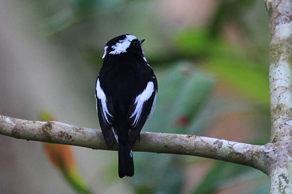 Little Pied Flycatcher